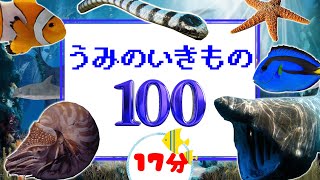 うみのいきもの100れんぞく【17分】　海の生き物の名前を学ぼう！