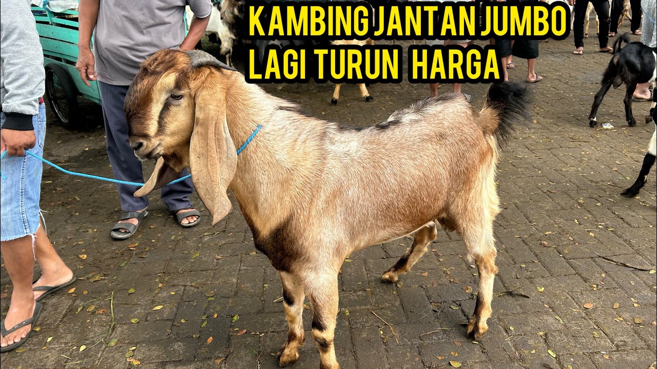 Update Harga Kambing hari ini di Pasar Hewan Dimoro-Blitar. Rabu, 25 Februari 2026