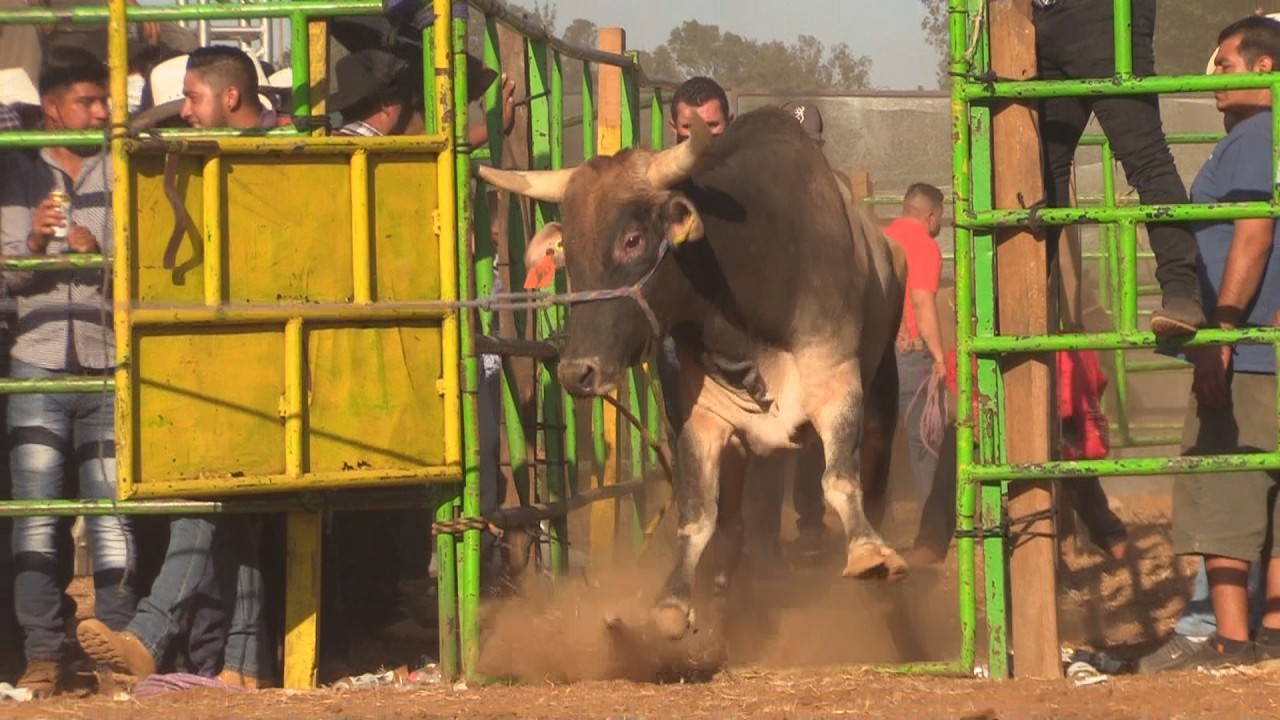 🔴 Jaripeo en Vivo 🔴 REYES DE JALISCO vs RANCHO EL CORTIJO 12 febrero 2026 en Tzintzuntzan Michoacán