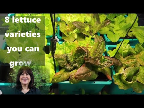 Videó: Salátafajták – Ismerje meg a saláta különböző fajtáit