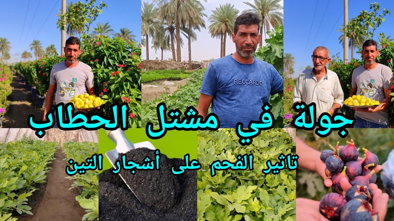 تاثير الفحم على شتلات التين من خلال جولة في مشتل بابل  لهواة الزهور تعرفوا على إنتاجهم من النباتات