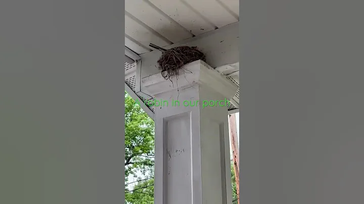 A Beautiful Robin Lives in our Porch  /#bird #cran...