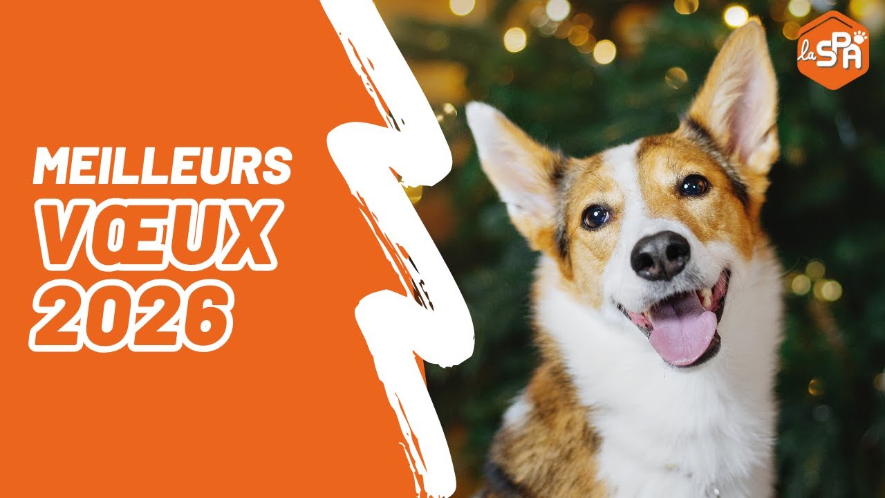 Meilleurs vœux pour cette année 2026 ! 🐾