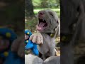 Attack of the squeaker toy!#puppy #adorablepuppy #weimaraner