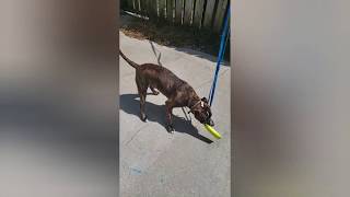 Spring Polebungee On Patio Fence Brindle Pitbull Cain Workoutexercise