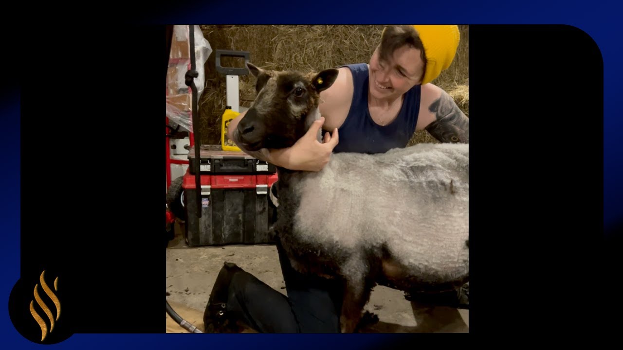 Heavy Bred Finn Sheep Shorn