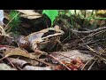 Beginning of video
