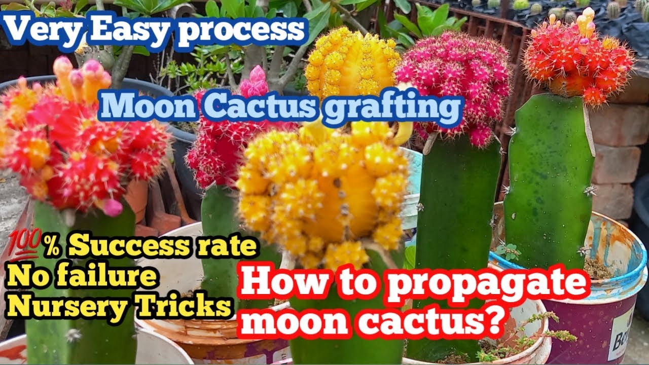 Easy way to graft Moon Cactus at home II Moon Cactus Propagation at