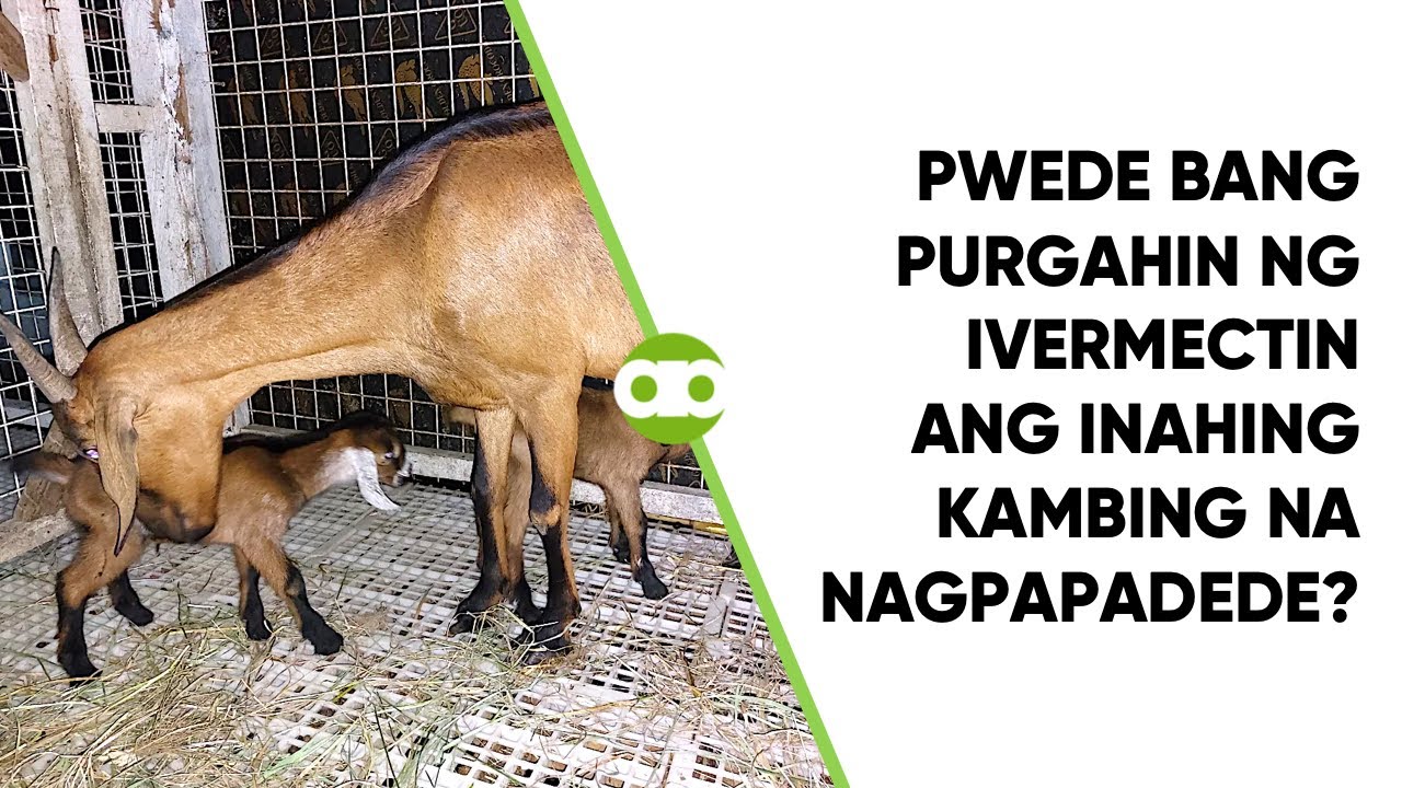 Pwede Bang Purgahin ng Ivermectin ang Inahing Kambing na Nagpapadede ng 1-Month-Old Kids?