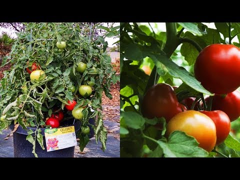 Indeterminate VS Determinate Tomato Plants (Comprehensive Guide)