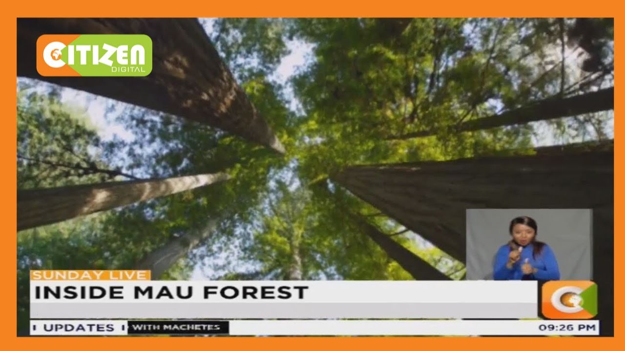citizen tv live stream kenya I INSIDE MAU FOREST | The initial greed that put Mau on its death bed [Part 1]