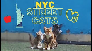 The Cutest NYC Street Kittens Playing With Their Mom! by Elsa and Dalila  134 views 8 months ago 1 minute, 39 seconds