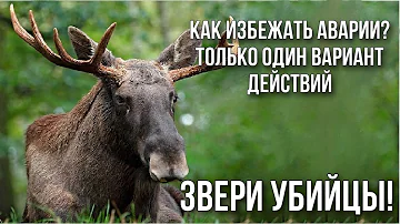 Как избежать аварии? Штраф за сбитого лося