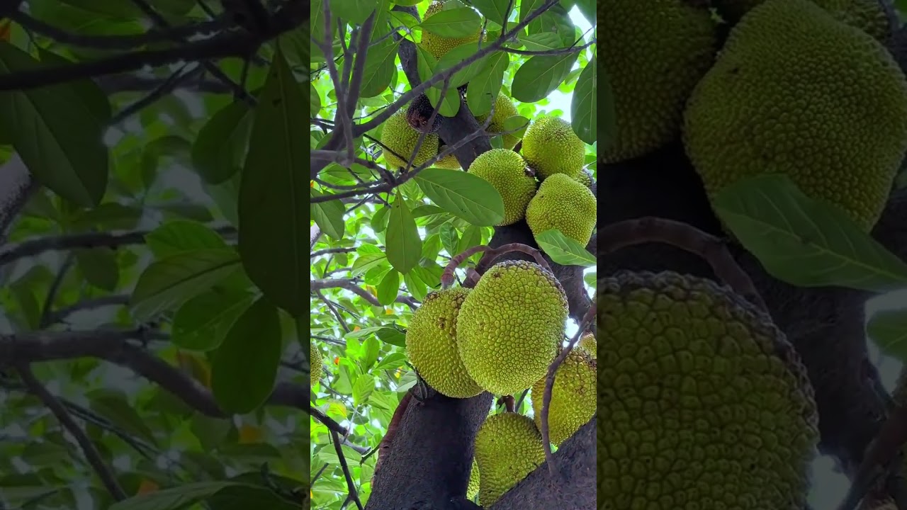 The afternoon sun was enveloped by the thick shade of the jackfruit. Sitting under the tre
