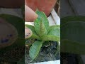 snake plant stem ৰ পৰা পুলি কেনেকৈ পাব পাৰি 🌱🌱 #nonfollowers
