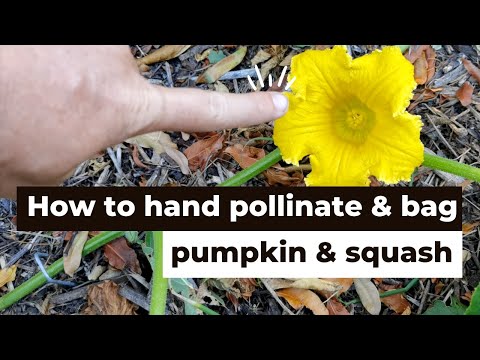 Vidéo: Pumpkin Vine Flowering - Comment savoir si vos citrouilles ont été pollinisées