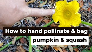How to identify male & female pumpkin & squash flowers, hand pollinate and bag them