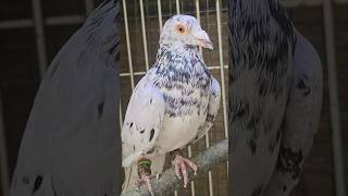 jub tak torgi nhi chorige nhi #pigeon #kabutar #birds #youtube #male #sherazi #newvideo #shortsfeed