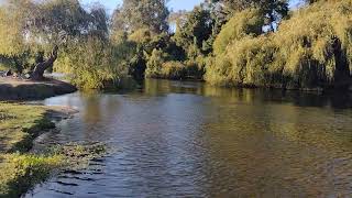 Balneario de Chol Chol en Chile – Río, Camping y Naturaleza Familiar en La Araucanía