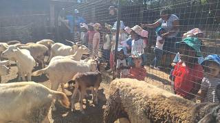 Nursery School Farm Trip to Mooland Farm | A Fun Learning Adventure