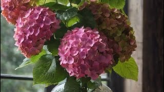 картинка: Подробный урок сборка гортензии из холодного фарфора/ рецепт холодного фарфора