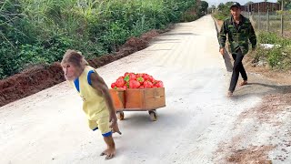You’ll Laugh! CUTIS Gets Caught Harvesting Behind Dad’s Back 😂