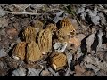 Сморчковая шапочка 2020/  Строчки гигантские/ Грибы 2020/ Mushrooms 2020