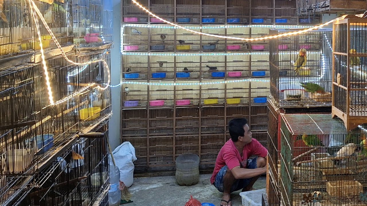 BONGKAR MALAM‼️BESOK PAGI MERAPAT KIOS