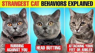 4 Strangest cat behaviors Explained