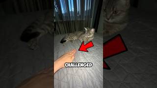 This Cat Outsmarted Its Owner In A Coin Flip Challenge! 🤯