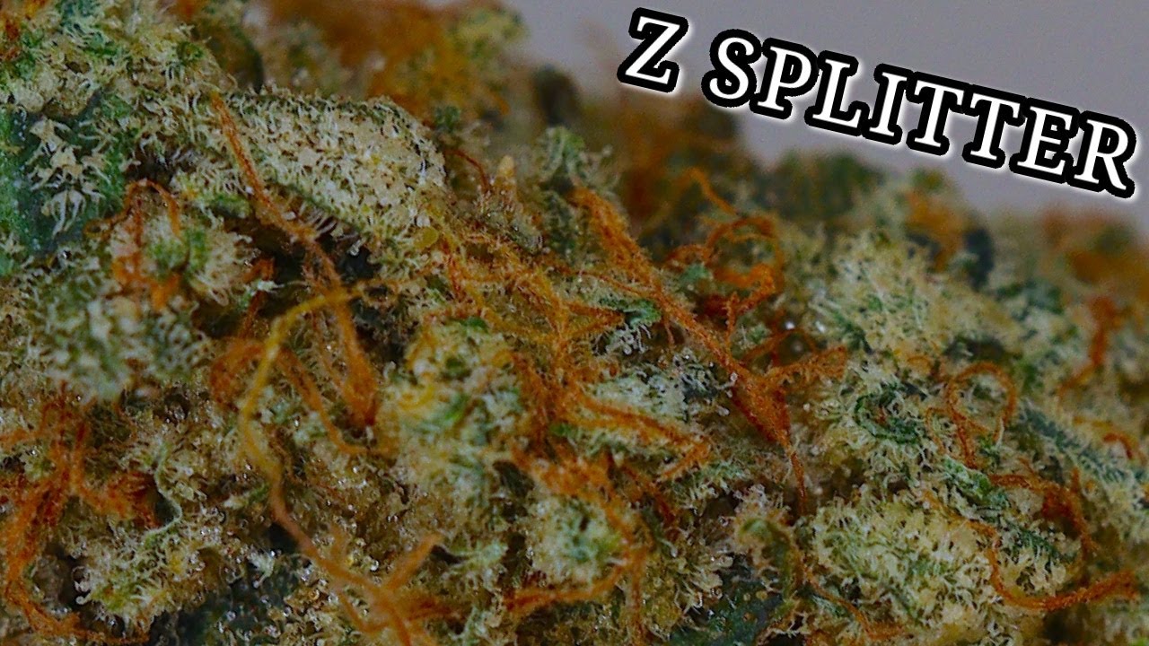 Z SPLITTER OFFICIAL STRAIN REVIEW