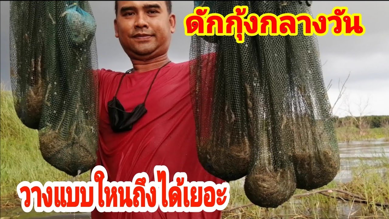 ดักกุ้งฝอยกลางวัน​ วางยังไงให้ได้เยอะ​พร้อมสูตรเหยื่อ
