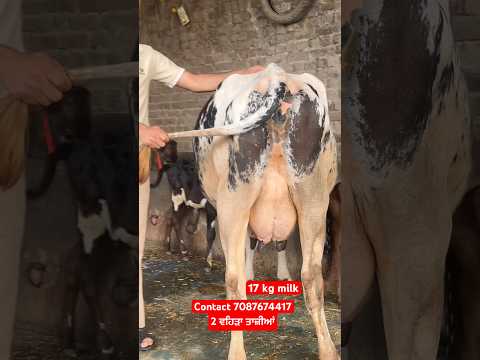 Contact 7087674417–2 ਵਹਿੜਾ ਤਾਜ਼ੀਆਂ #rajsandhufarming