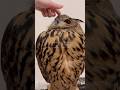 飼い主がフクロウをツンツンするだけの動画　#owl #フクロウ #かわいい #ユーラシアワシミミズク #鳥