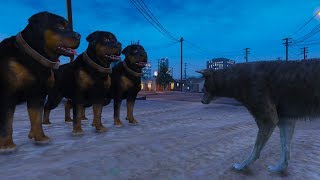 WOLF VS DOGS (grand theft auto v gameplay)