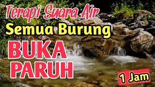 RAJIN BUNYI‼️ 1 Jam Terapi Suara Air Alami Bikin Burung Nyaman - Semua Burung Buka Paruh 
