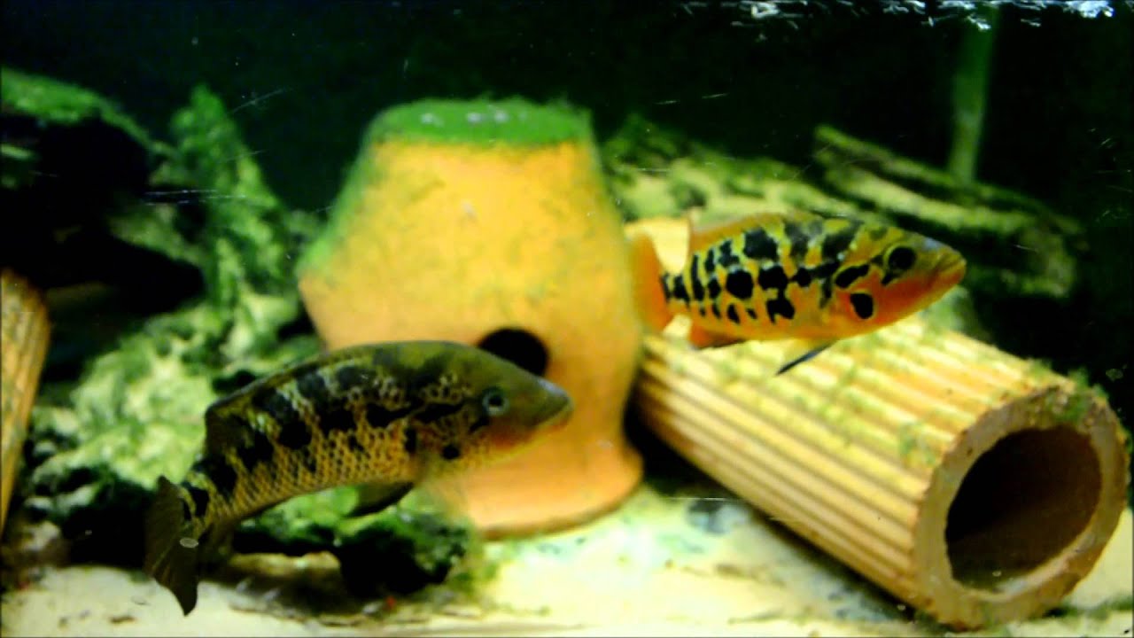 pair of words list Parachromis motaguensis F1 'red tiger' with fry