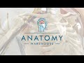 Product Spotlight: Anatomy Lab Intramuscular Injection of Upper Arm Muscles