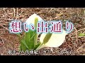 【カラオケ】想い出通り/八代亜紀(カバー by Rumiko Kuwabara)
