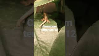 classroom terrarium 12 gecko reptiles classroom