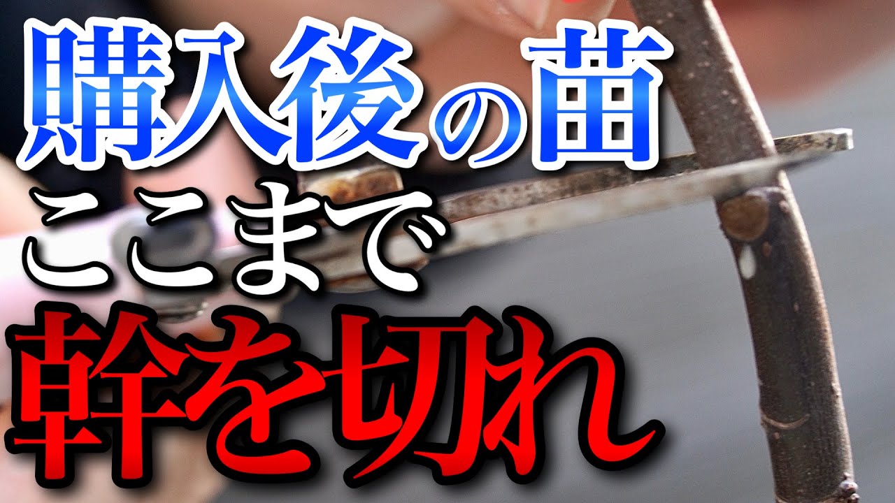 購入後の苗は初心者こそココまで幹を切らないといけない理由がこちら