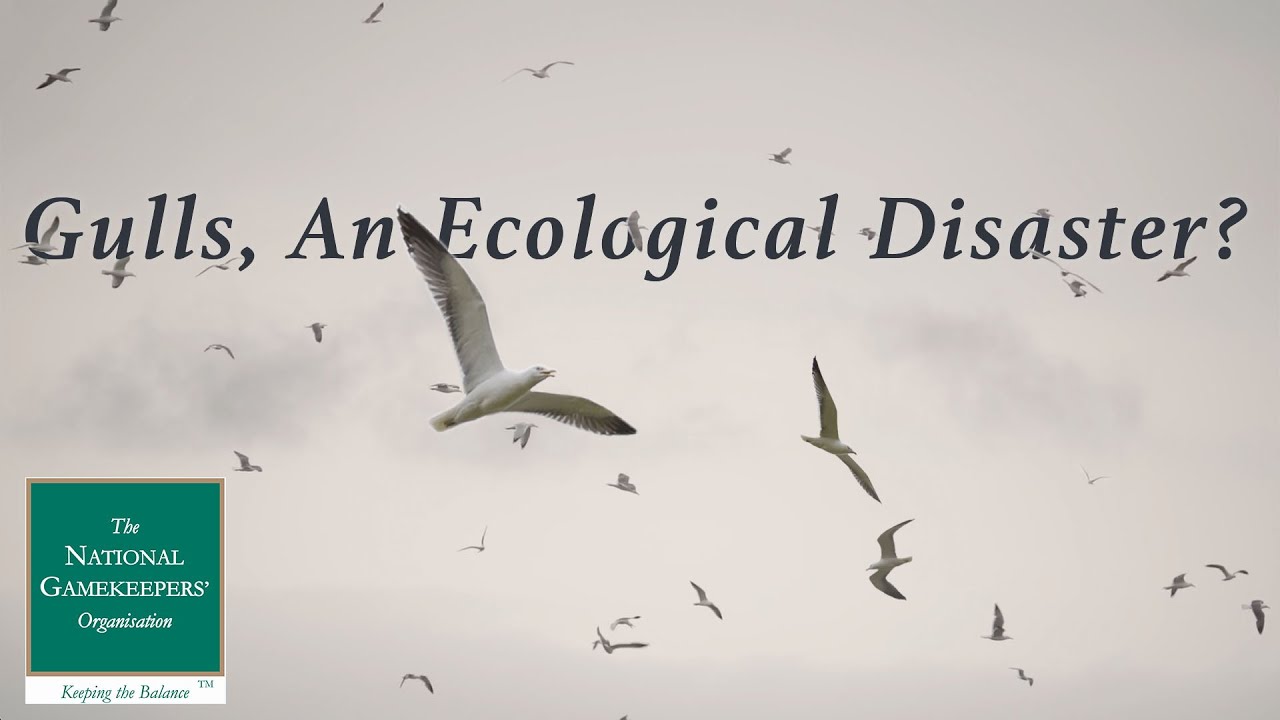 How can we protect moorland SSSIs from the increasing population of gulls?