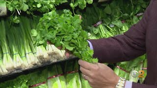 Tip Of The Day: Cilantro