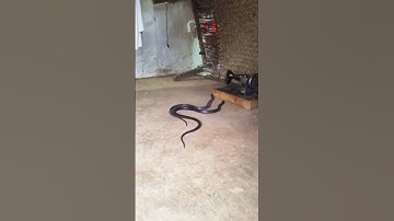"Snake Spotted Roaming Inside the House – Shocking Moment!"
