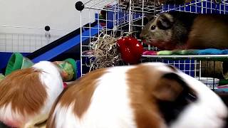 “We like to work for our food” - Food Fights Guinea Pig Games – Capsicum + Noises & Sounds screenshot 5
