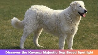 Discover the Kuvasz: Majestic Dog Breed Spotlight