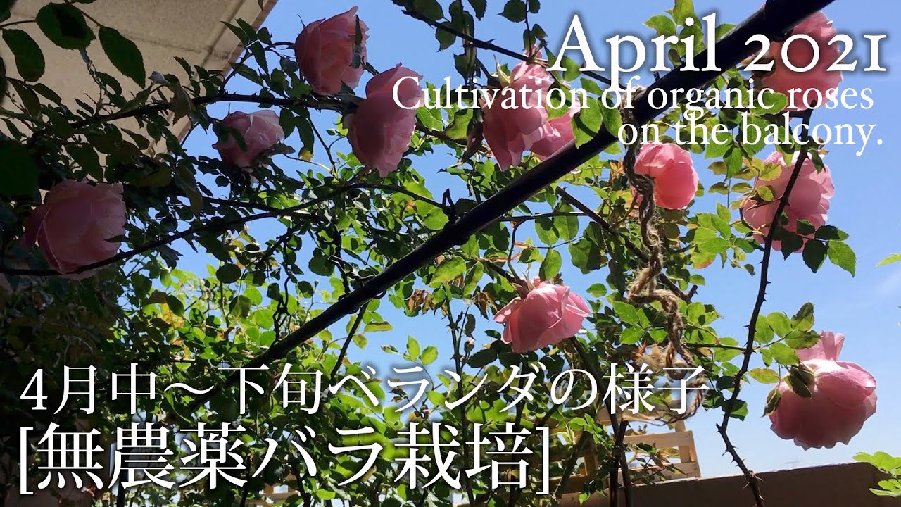 無農薬バラ栽培 4月中旬 下旬ベランダの様子 ベランダガーデニング つるバラ Cultivation Of Organic Roses On The Balcony Youtube 無農薬バラ栽培 4月中旬 下旬ベランダの様子 ベランダガーデニング つるバラ Cultivation Of Organic Roses On The Balcony Youtube