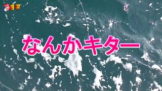 女子の力で大物魚を釣りあげる(310話目)