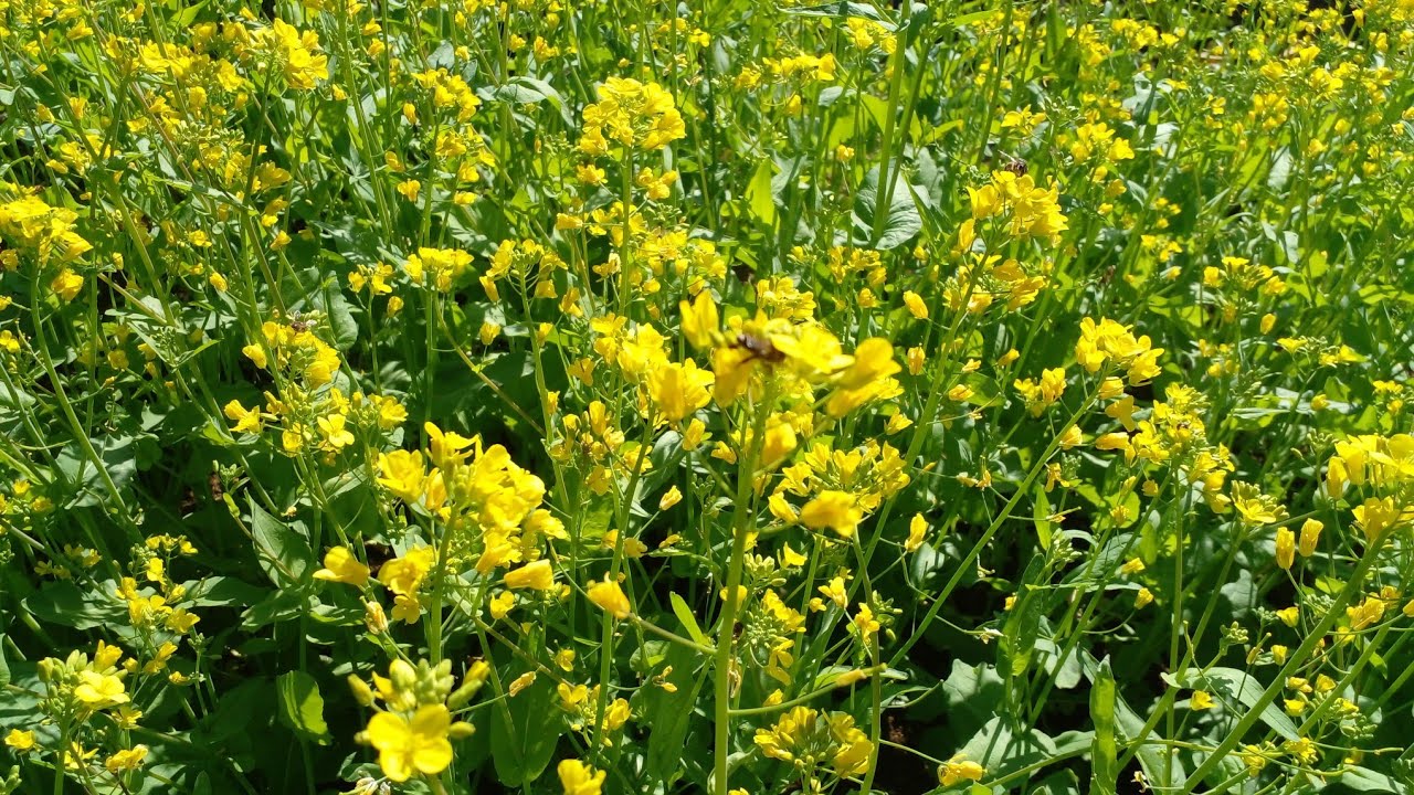 Buhari episode 262 || बुहारी भाग २६२ || buhari new episode 