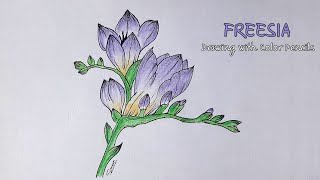 絵画 freesia sizeF3 Freesia Watercolor Clipart – 19 Floral